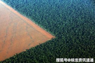巴西政府制定的雨林保护政策措施
