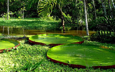 巴西雨林对全球环境作用