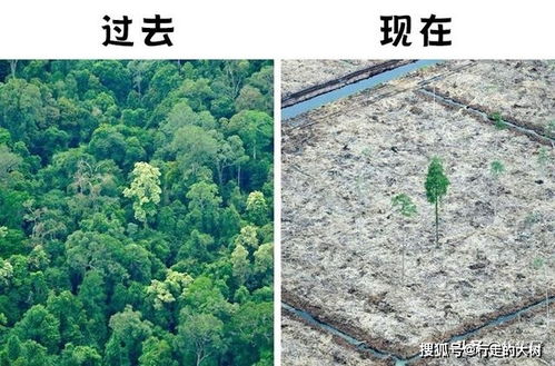 森林被砍伐对地球的影响有多大