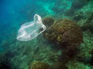 谈一谈海洋塑料污染现状危害如何防治海洋塑料污染