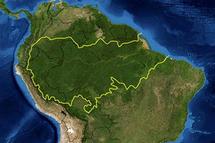 巴西雨林经济效益