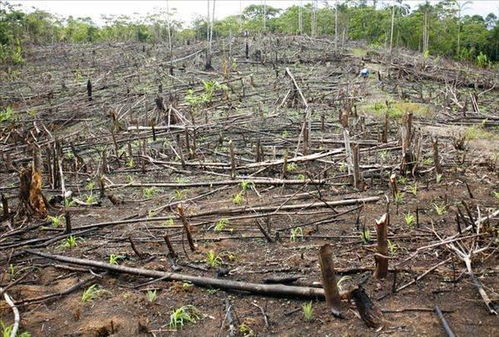 砍伐森林对自然环境有什么影响