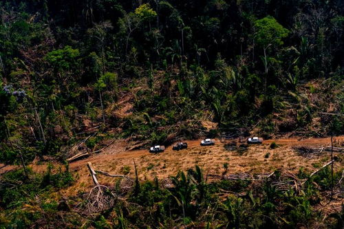 砍伐森林会造成什么危害