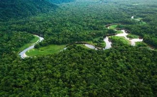 巴西雨林环境效益